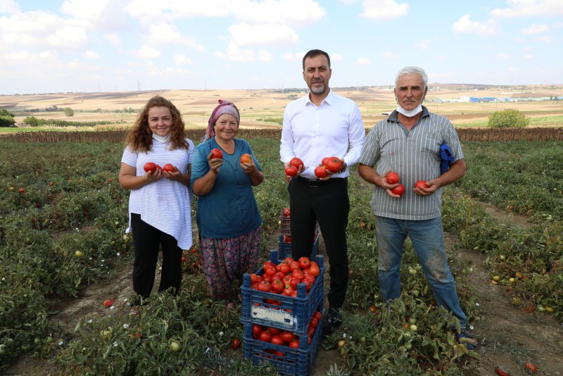 BAŞKAN YILMAZ KARPUZ VE DOMATES HASADI YAPTI