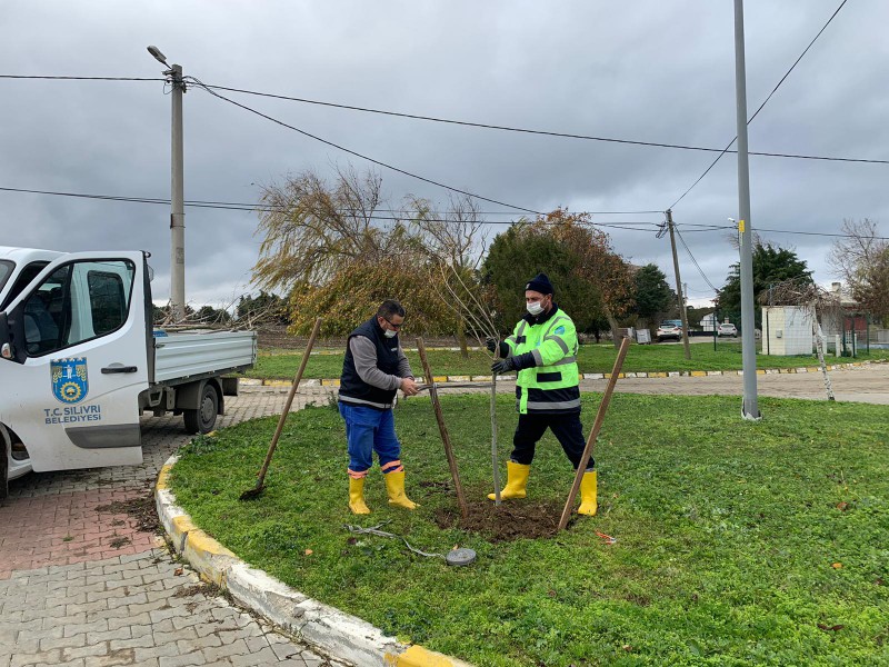 2 BİN 500 ADET AĞAÇ TOPRAKLA BULUŞACAK 