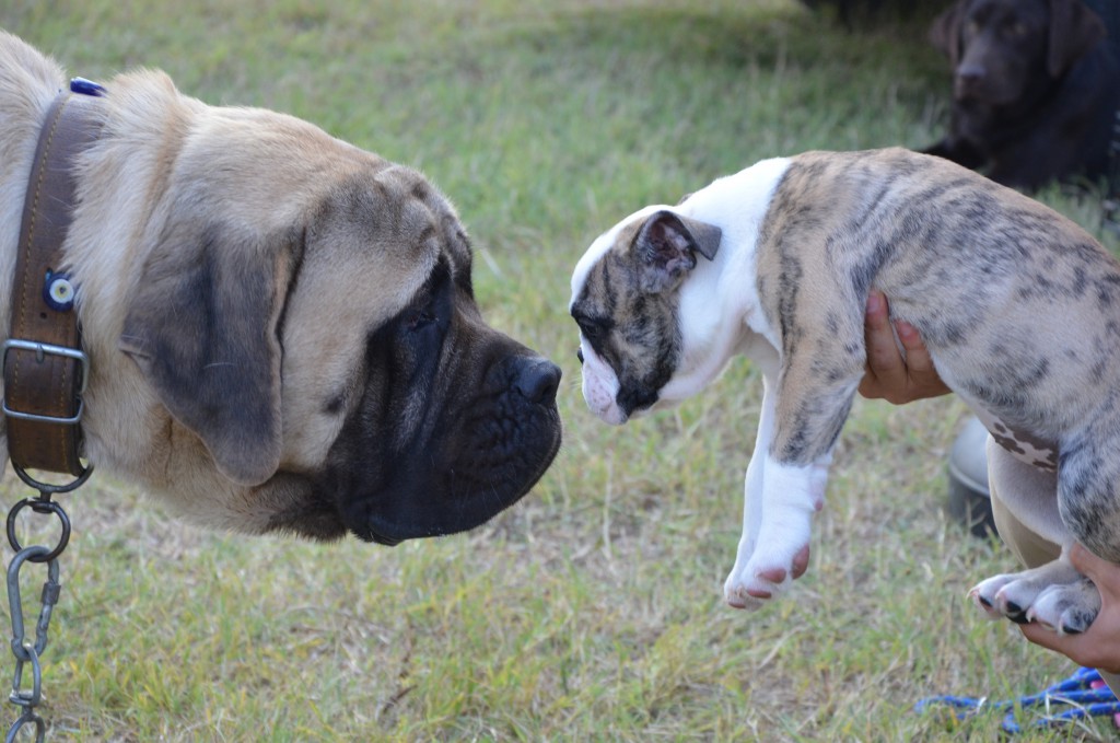 DÜNYANIN EN ÜNLÜ KÖPEK IRKLARI SİLİVRİ’DEYDİ silivri.bel.tr